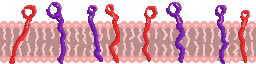 Border